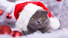 Za darilo koledar v pomoč živalim