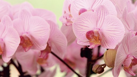Utrinki z mednarodne razstave orhidej