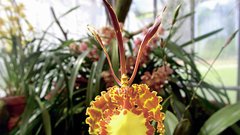 PSYCHOPSIS
PAOPILIO 
Orhideja iz Južne Amerike