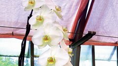 SLOVENSKI KRIŽANEC 
Orhideja, ki je dobila nagrado
na mednarodni razstavi orhidej v Nemčiji.