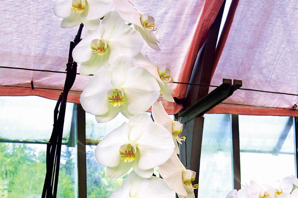 SLOVENSKI KRIŽANEC 
Orhideja, ki je dobila nagrado
na mednarodni razstavi orhidej v Nemčiji.