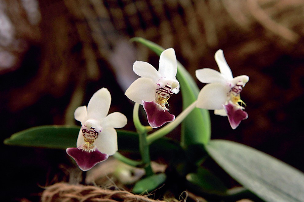 BIOLOŠKA ORHIDEJA
Orhideja, kot jo
srečamo v naravi,
tale je iz Južne
Amerike.