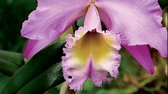 CATTLEYA
Orhideja iz Južne Amerike