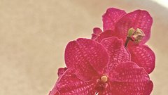 VANDA
Orhideja izhaja iz Azije