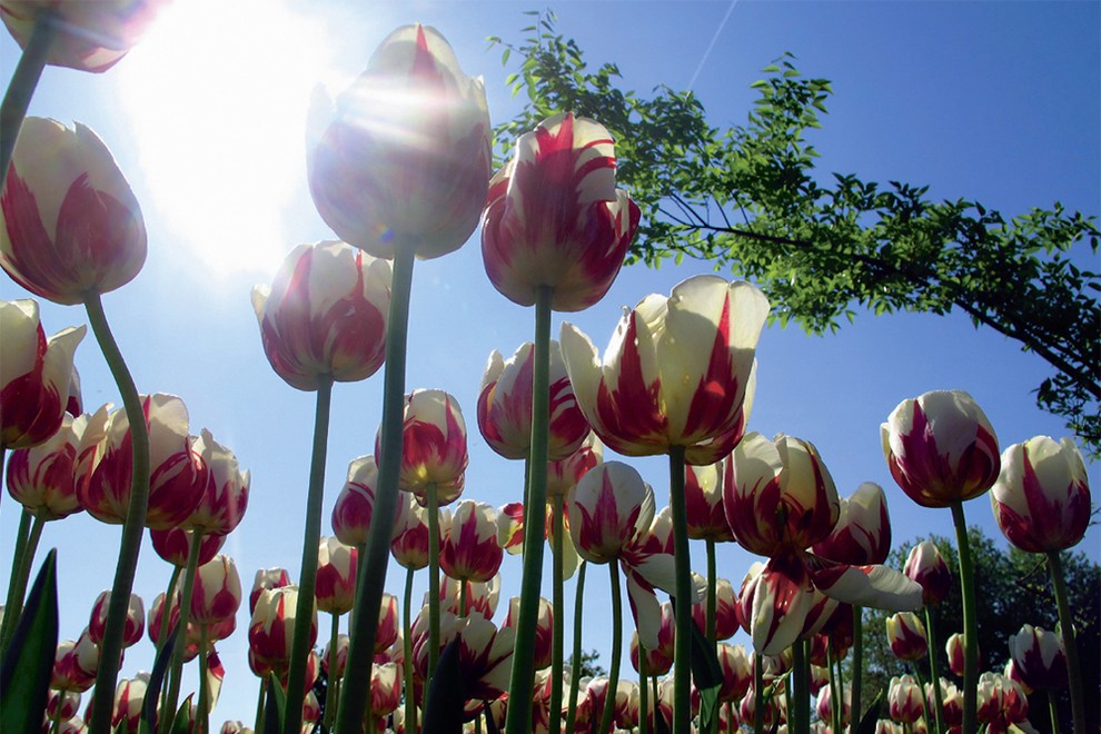 WORLD
EXPRESSION,
enostavni pozni tulipani