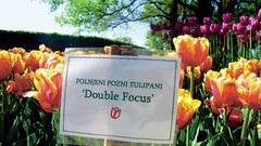 DOUBLE FOCUS, polnjeni dvojni tulipani
