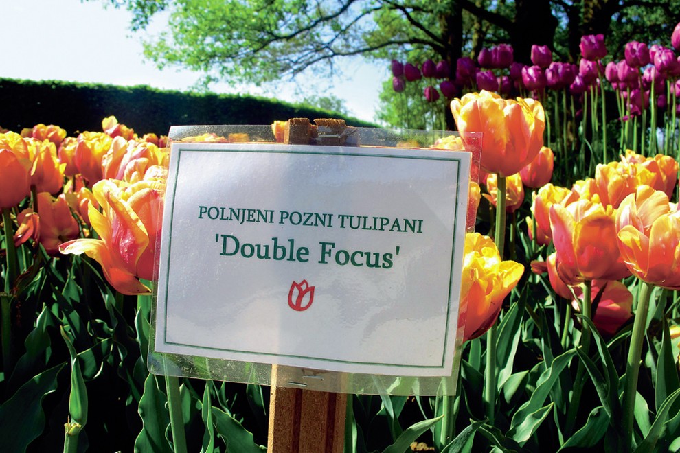 DOUBLE FOCUS, polnjeni dvojni tulipani