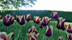 GAVOTA, tulipani Triumph