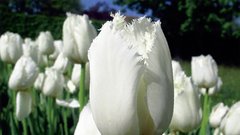 CRISPY PEARL, resičasti tulipani
