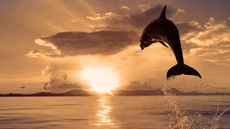 Čutni ples s kiti in delfni na Madeiri