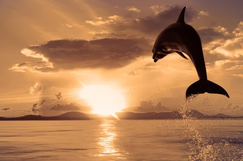 Čutni ples s kiti in delfni na Madeiri (foto: Shutterstock)