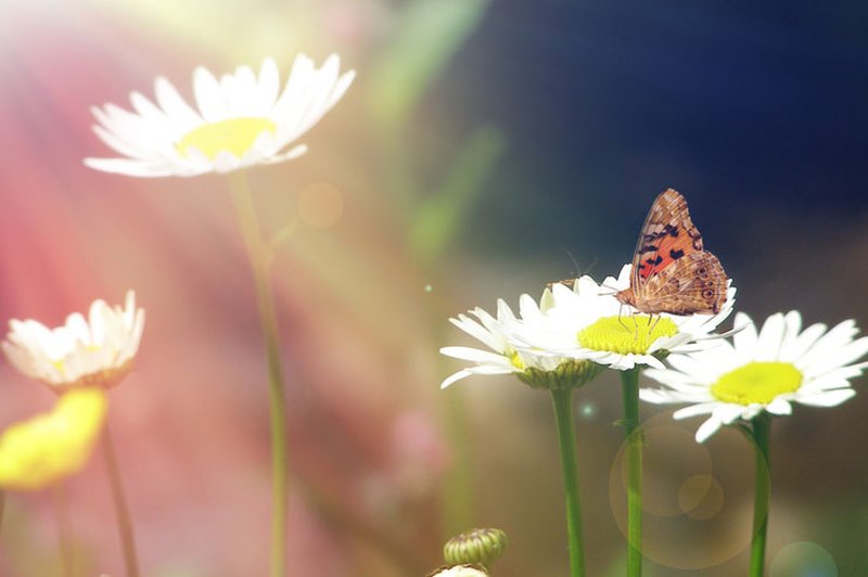 Na sončni strani življenja. (foto: Shutterstock)