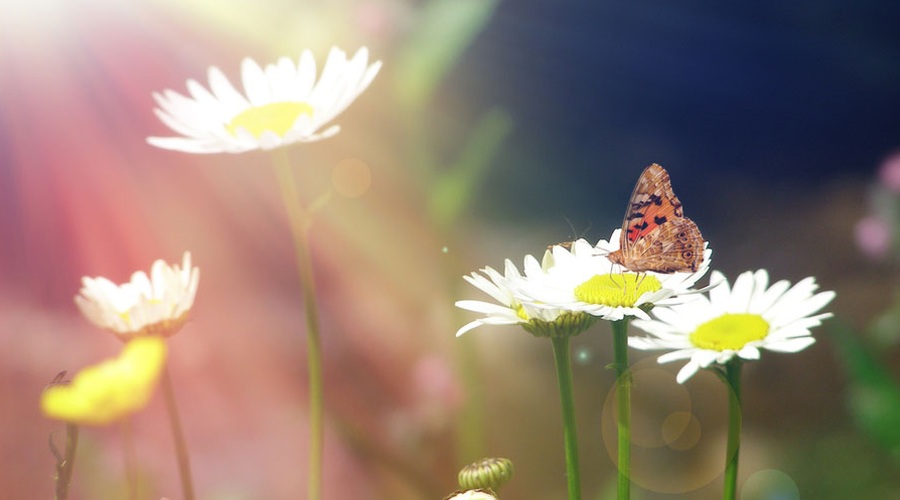 Na sončni strani življenja. (foto: Shutterstock)