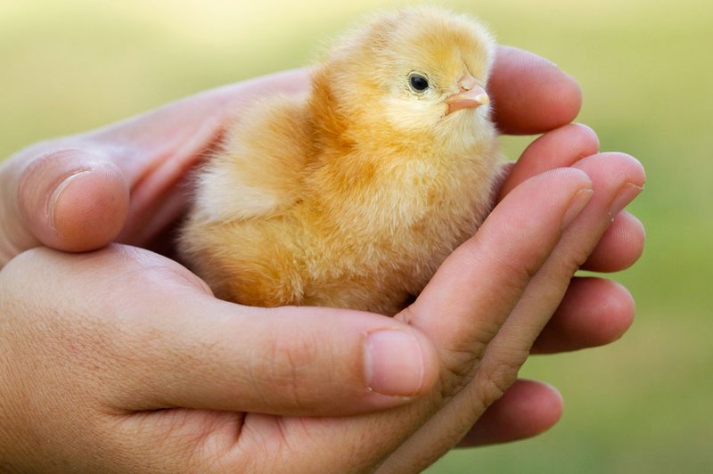 Ti, žival - ti, človek, Razstava društev za zaščito živali (foto: Shutterstock)