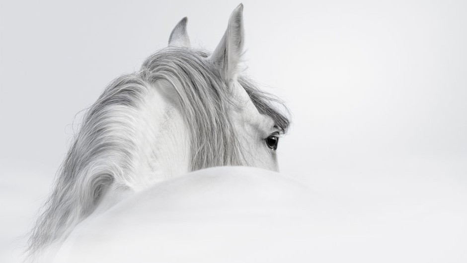 Konj in njegovo poslanstvo terapevta (foto: Goran Antley, P. Jenko, Shutterstock)