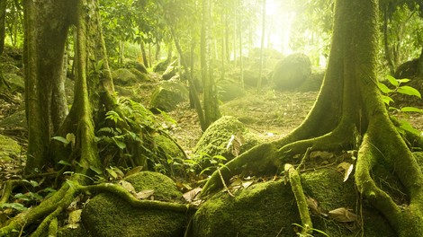 Ne boj se gozda... Kadar se izgubiš, zapri oči
