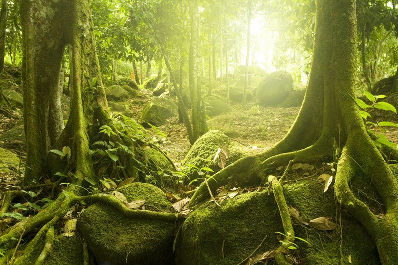 Kadar se izgubiš, zapri oči. Samo tako prideš iz gozda. (foto: Shutterstock)