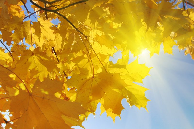 Pustite sončnim žarkom, da pokukajo v vaš prostor (foto: Shutterstock)