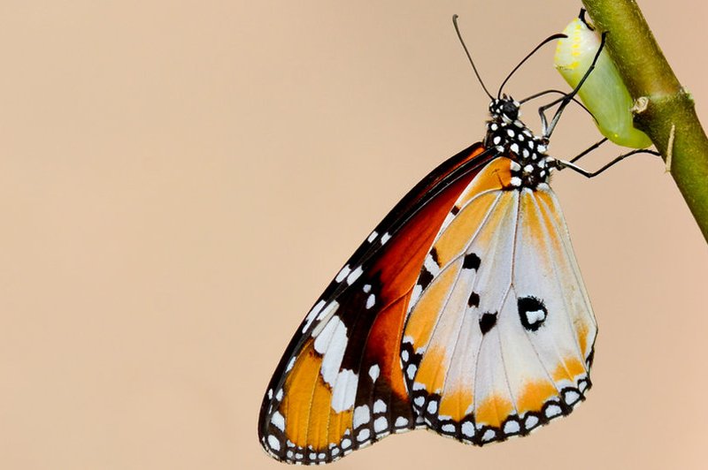 Luna se bo cel dan sprehajala po Škorpijonu, setveni koledar: list, barva dneva: peščeno oranžna, lunina mena: zadnji krajec 18:03. (foto: Shutterstock)