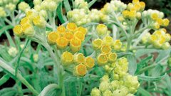 V Sredozemlju raste okrasna cvetoča rastlina, ki jo imenujemo kari, čeprav z začimbami nima ničesar skupnega. Rastlina namreč oddaja močan vonj, ki spominja na indijsko mešanico začimb.