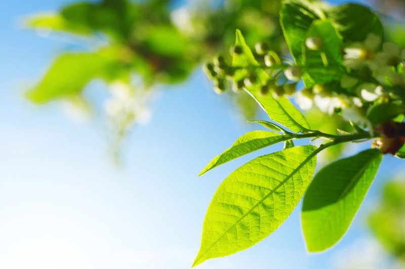 Luna se bo sprehajala cel dan po znamenju Ribi, setveni koledar: list, barva dneva: modra. (foto: Shutterstock)