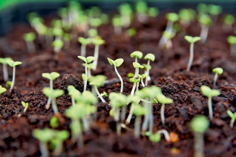 Vaš prvi eko vrt (foto: Shutterstock)
