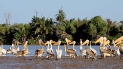 Gambija je znana po številnih vrstah ptic, med katerimi je največ pelikanov