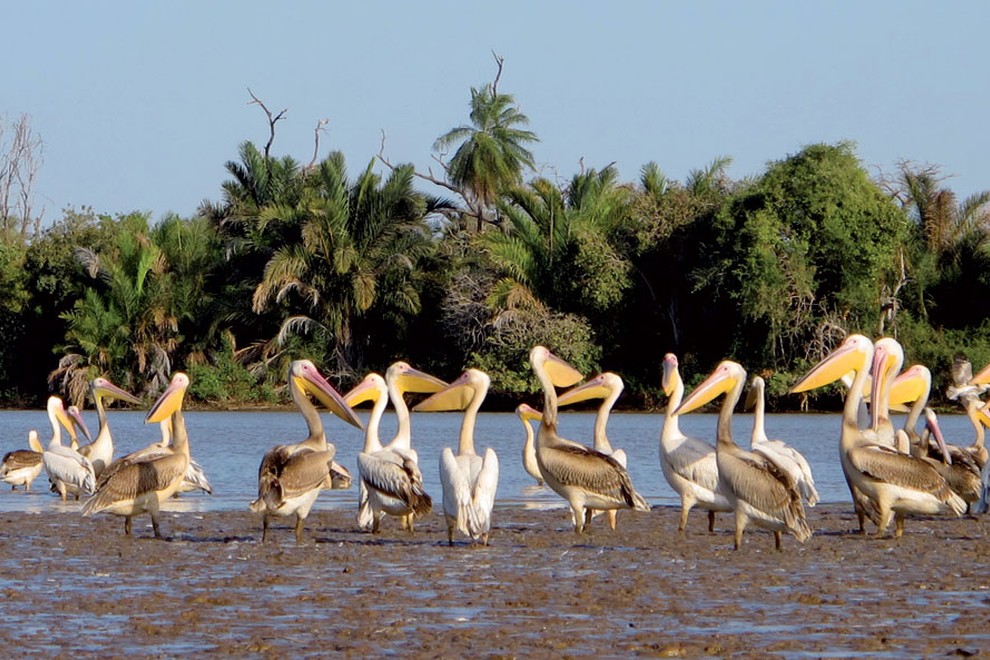 Gambija je znana po številnih vrstah ptic, med katerimi je največ pelikanov