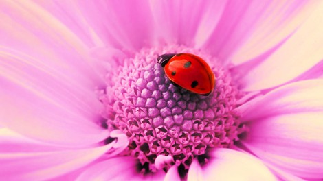 Kaj je naša srčna želja?