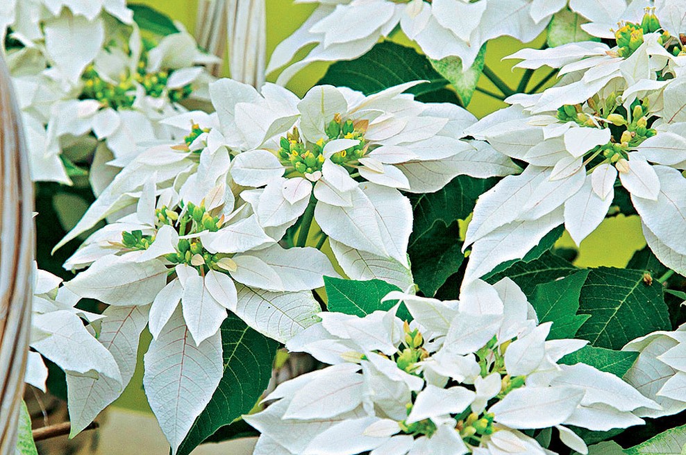 Luna se bo sprehajala po znamenju Device, setveni koledar: korenina, barva dneva: čokoladna, Lunina mena: zadnji krajec 16:30 (foto: Floradania, Flora Press)