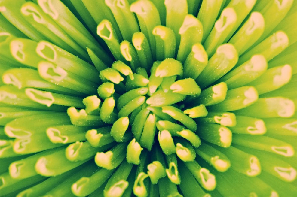 Ponižnost srca (foto: Shutterstock)