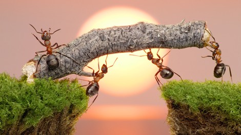 Kdor ne dela, naj tudi ne je?