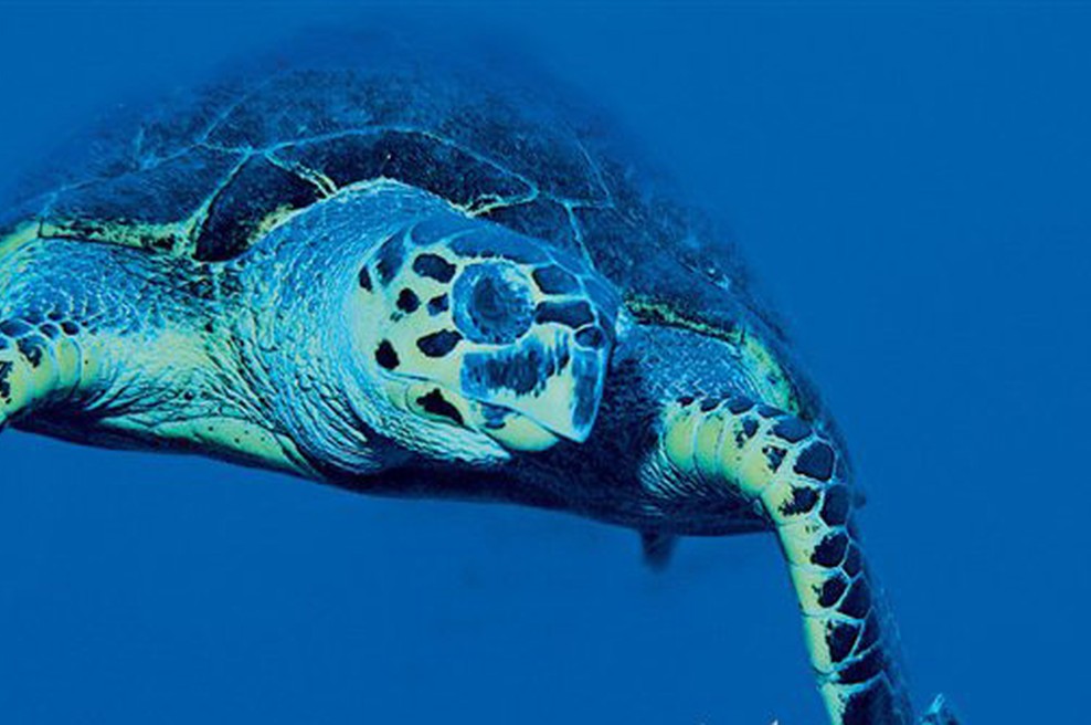 Čudovito potovanje v globoko modrino (foto: Andrej Voje)