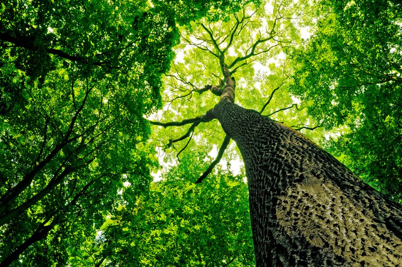 Na poti skušajte še samo odkriti kako zanimivo drevo. (foto: Shutterstock)