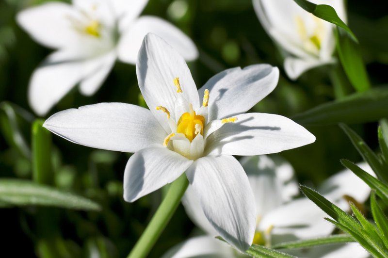Betlehemska zvezda - cvet tolažbe (foto: Shutterstock)