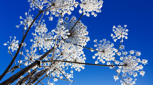 Duhovni pomen cvetja (foto: Shutterstock)