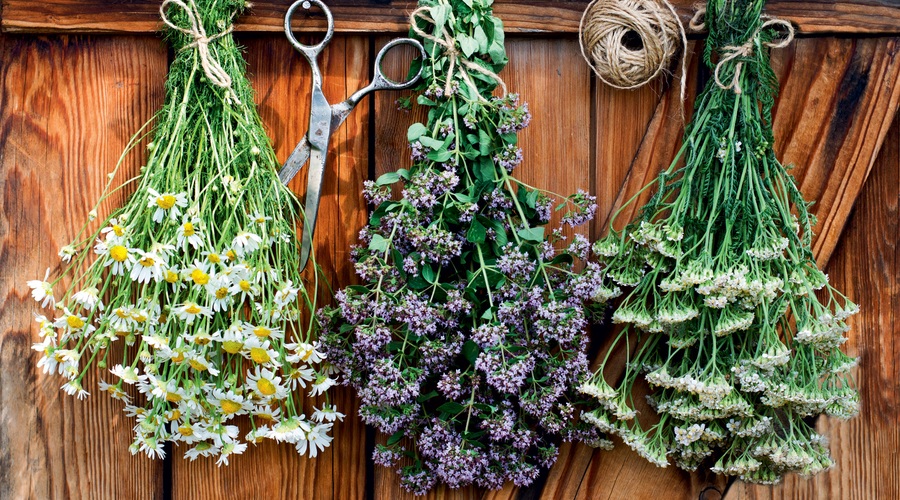 Užiten in okusen je lahko tudi plevel (foto: Shutterstock)