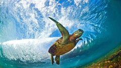 
                                                         Neverjetne fotografije valov s sanjskih Havajev