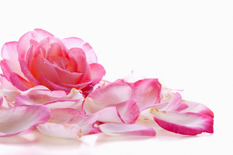 Simbolni pomeni različnih barv vrtnice (foto: Shutterstock)