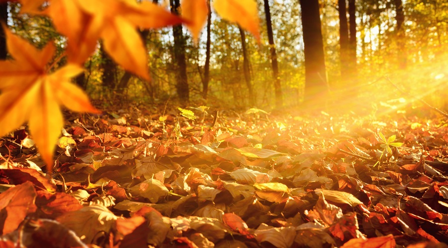 Numeroskop od 16. do 22. novembra 2015 (foto: Shutterstock)