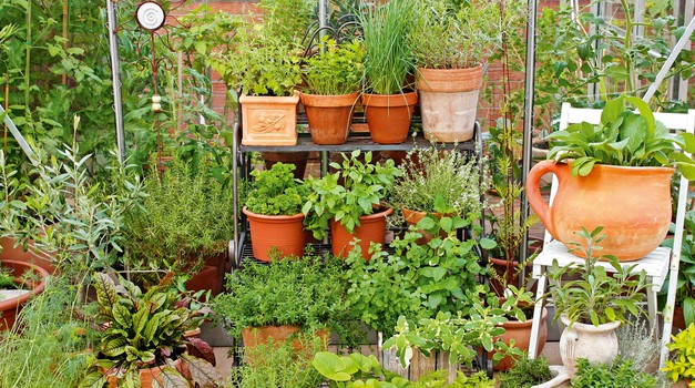 Koristni nasveti za domače vrtnarjenje (foto: Shutterstock)
