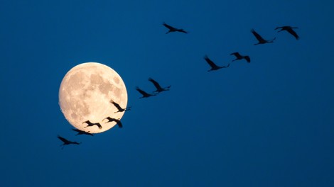 Vpliv planetov v četrtek: Luna v Vodnarju  v kombinaciji s polno luno