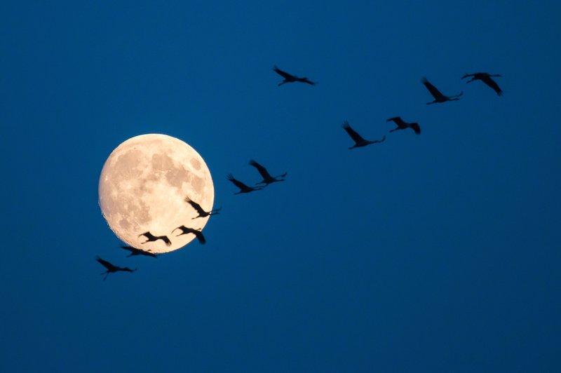 Vpliv planetov v četrtek: Luna v Vodnarju  v kombinaciji s polno luno (foto: Profimedia)