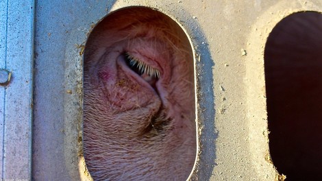 Še zadnji pogled pred smrtjo