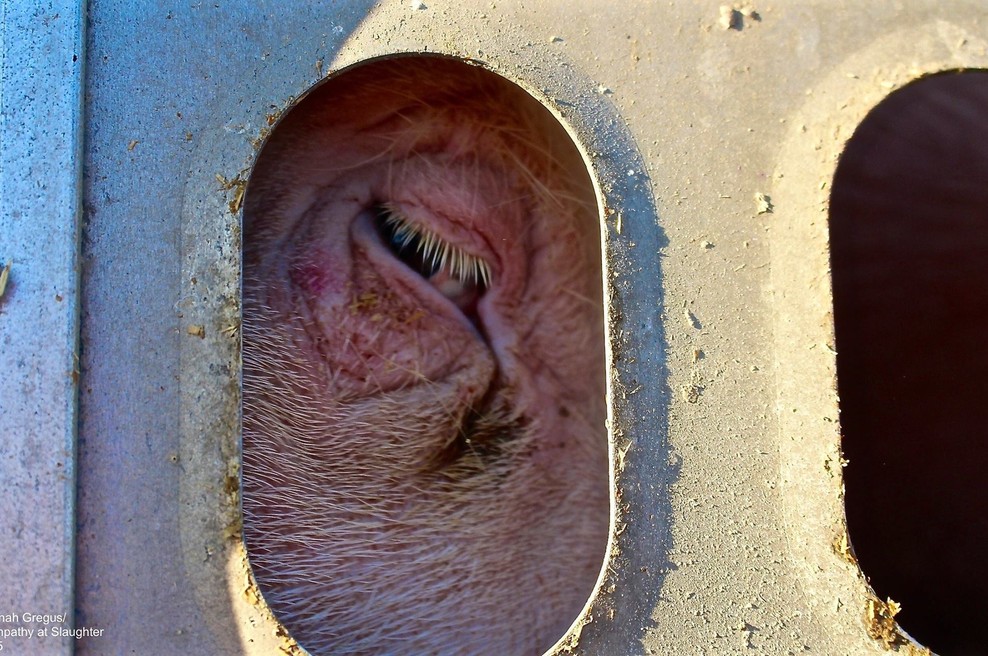 Še zadnji pogled pred smrtjo (foto: Hannah Gregus )