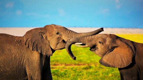 Ko je slon ugotovil, da ga poskušajo rešiti, se je zjokal