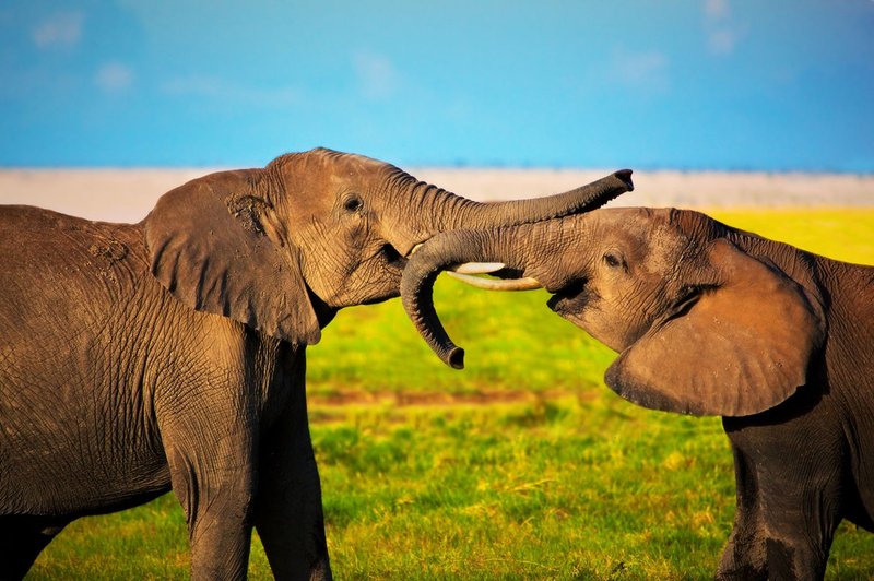 Ko je slon ugotovil, da ga poskušajo rešiti, se je zjokal (foto: Profimedia)