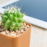 Ali suho cvetje in kaktusi res kvarijo energijo doma?