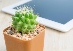 Ali suho cvetje in kaktusi res kvarijo energijo doma?