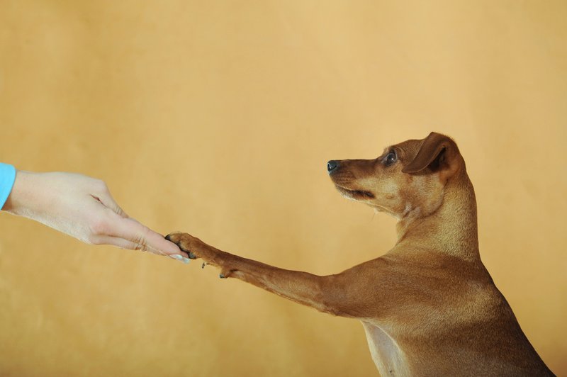 Znanstveniki dokazali, da nas psi resnično razumejo (foto: Profimedia)
